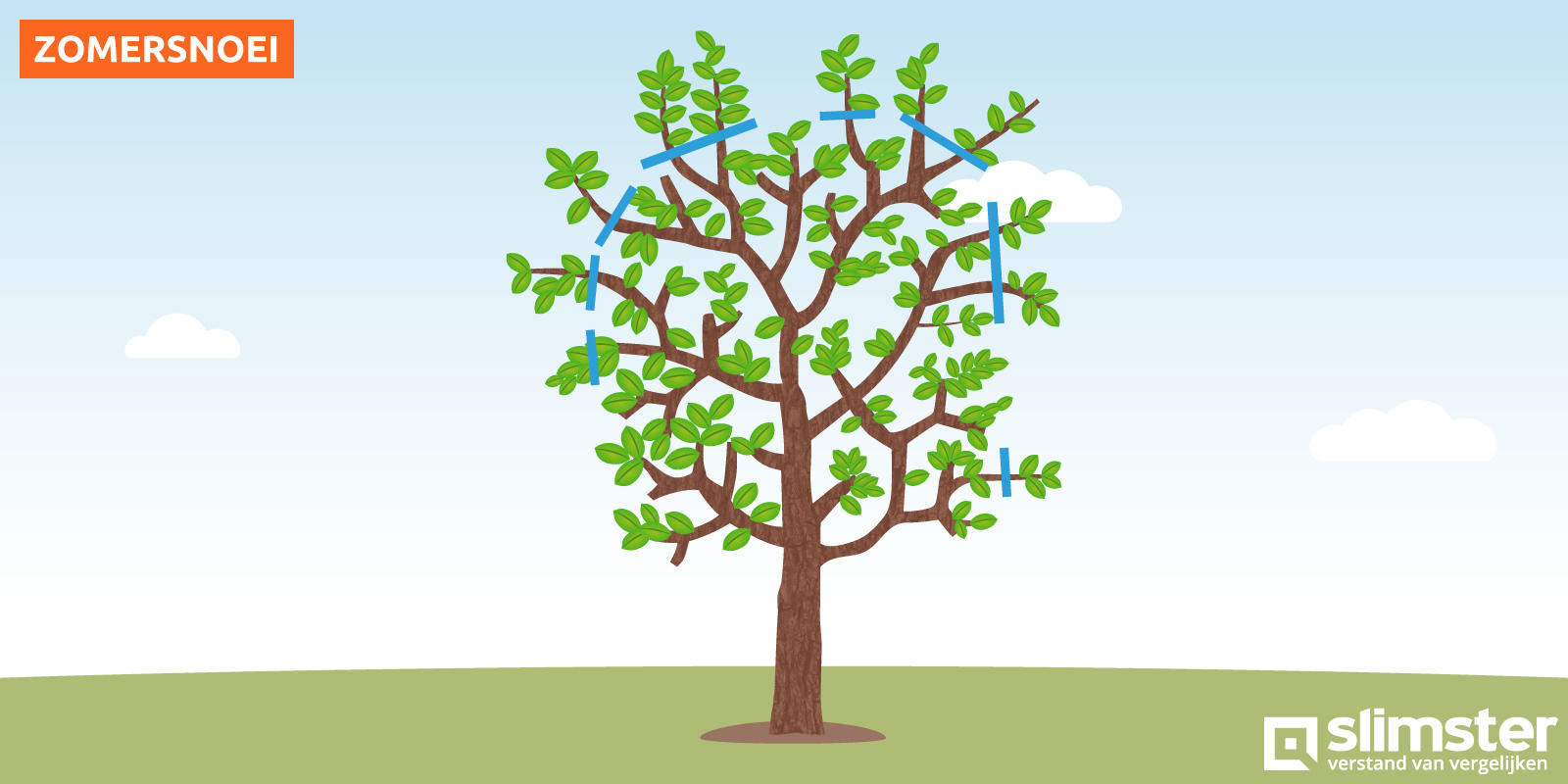 Appelboom snoeien zomer